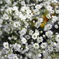 8 x Gypsophila Baby's Breath Bulbs - Popular Garden and Bouquet Filler