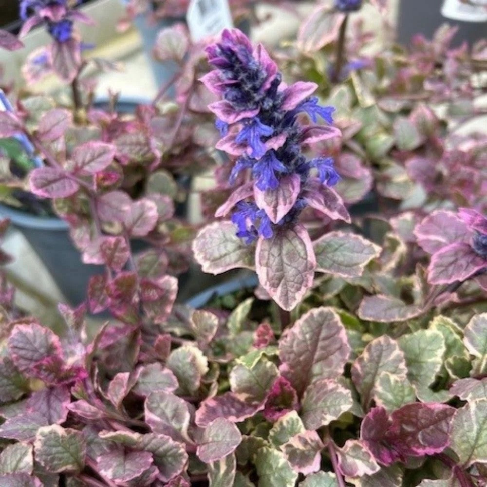 2x Ajuga Burgundy Glow Plants 9cm Pots Hardy Evergreen Ground Cover Perennial