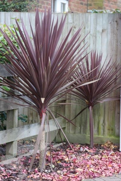 2x Cordyline Red Star 2L Pot Evergreen Ornamental Garden Plant Shrub