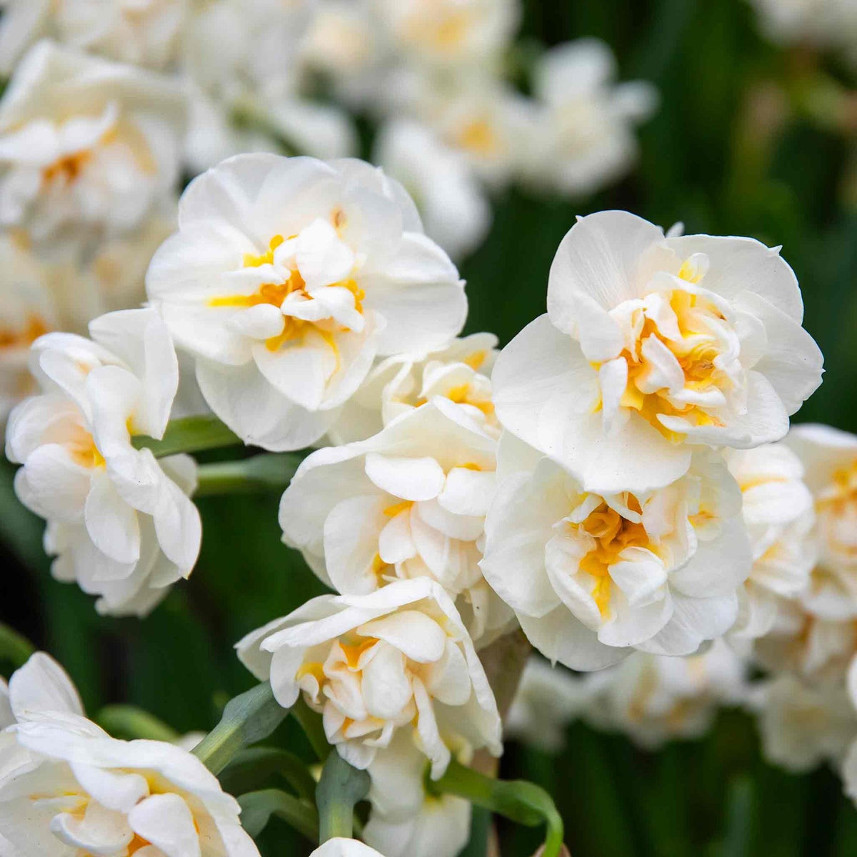 15x Daffodil Bridal Crown Bulbs Double White Yellow Scented Spring Flowers