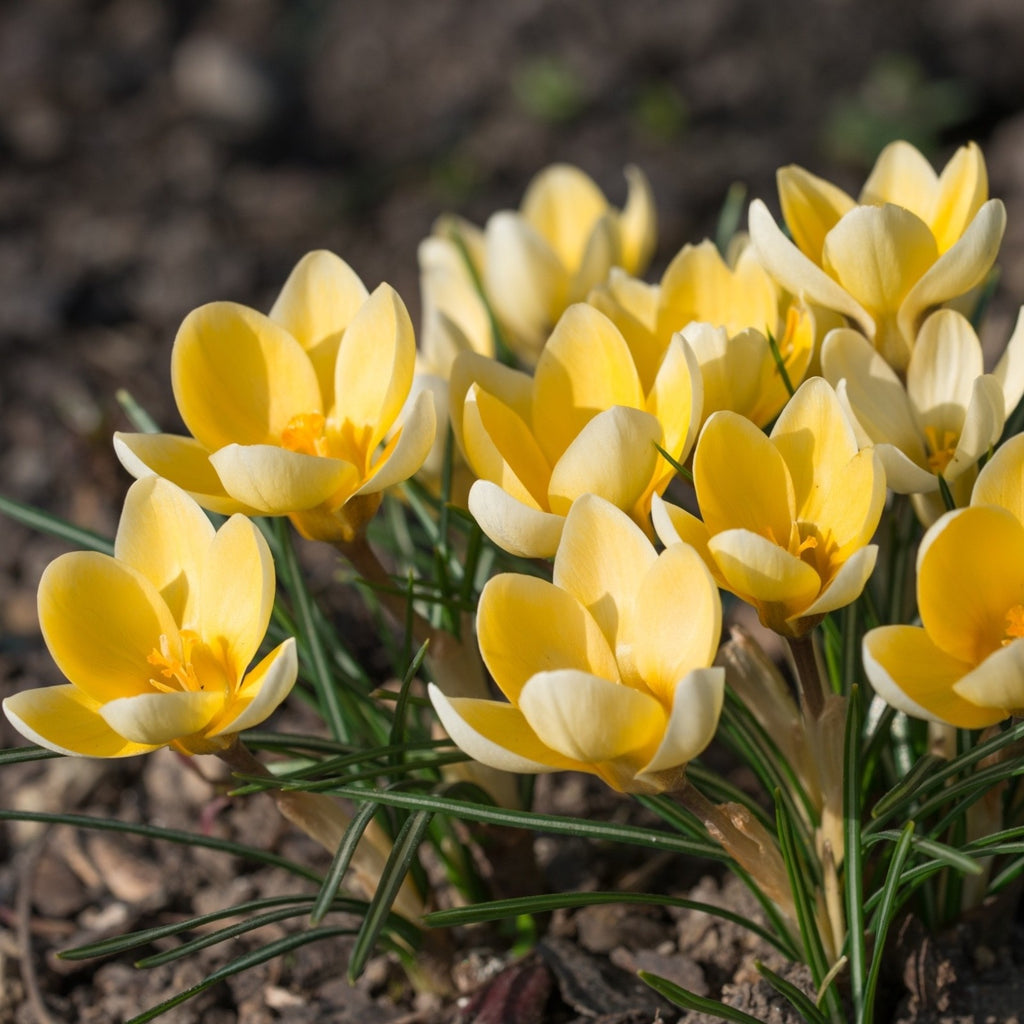 25x Crocus Romance Bulbs Spring Flowering Yellow Garden Bulbs Autumn Planting