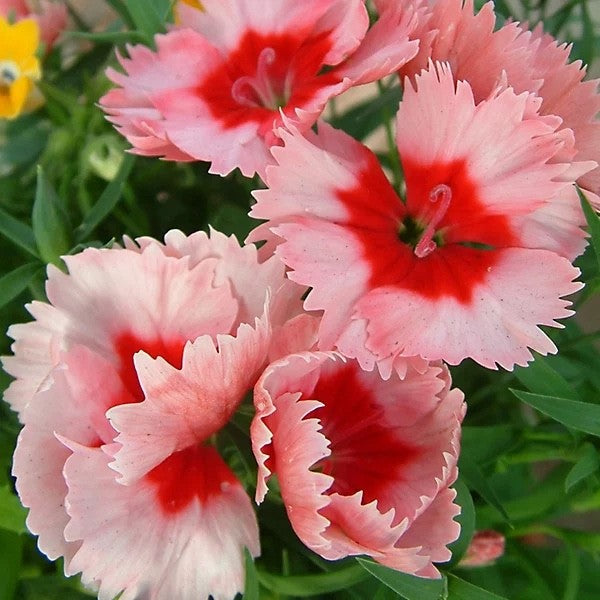 2x Dianthus Strawberry Crush Plants 9cm Pots Hardy Perennial Garden Pinks