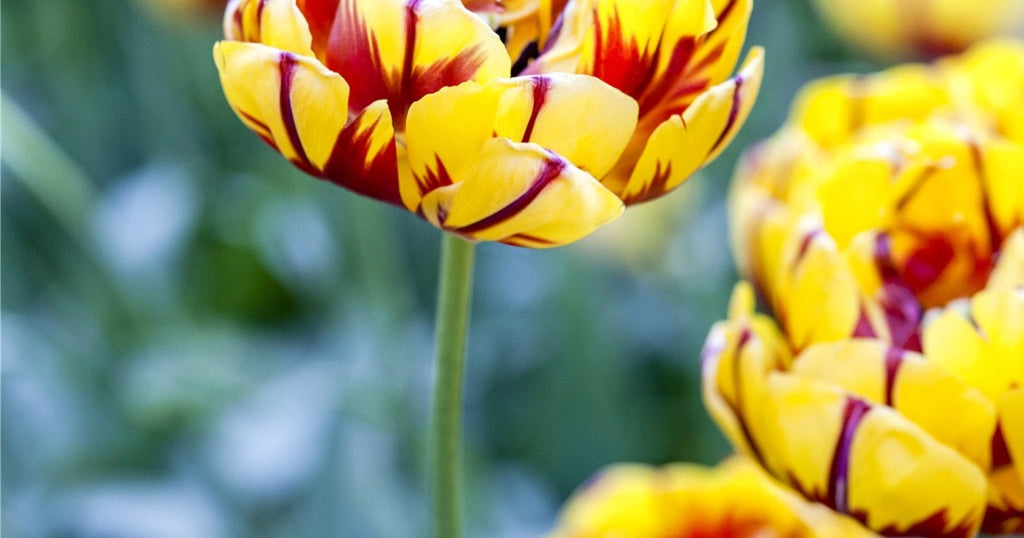 10x Tulip Golden Nizza Bulbs 10/11cm Double Yellow Spring Flowering Tulips