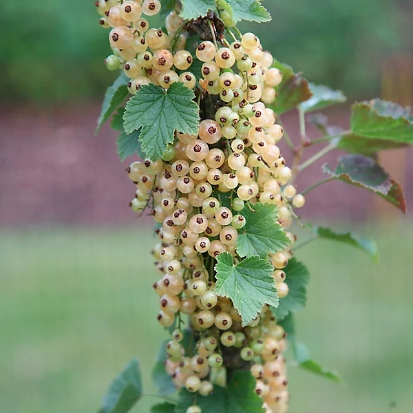 Whitecurrant 'Versailles' - Hardy Large Ribes ready to fruit in Summer 3ltr pot