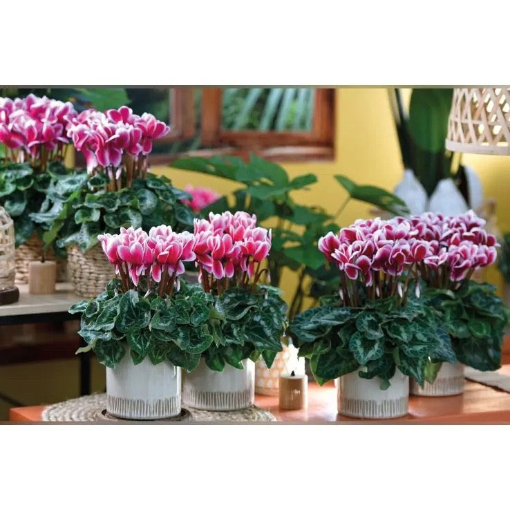 2x Cyclamen Picola Magenta Bicolour Plant 10.5cm Pot Autumn Winter Flowers