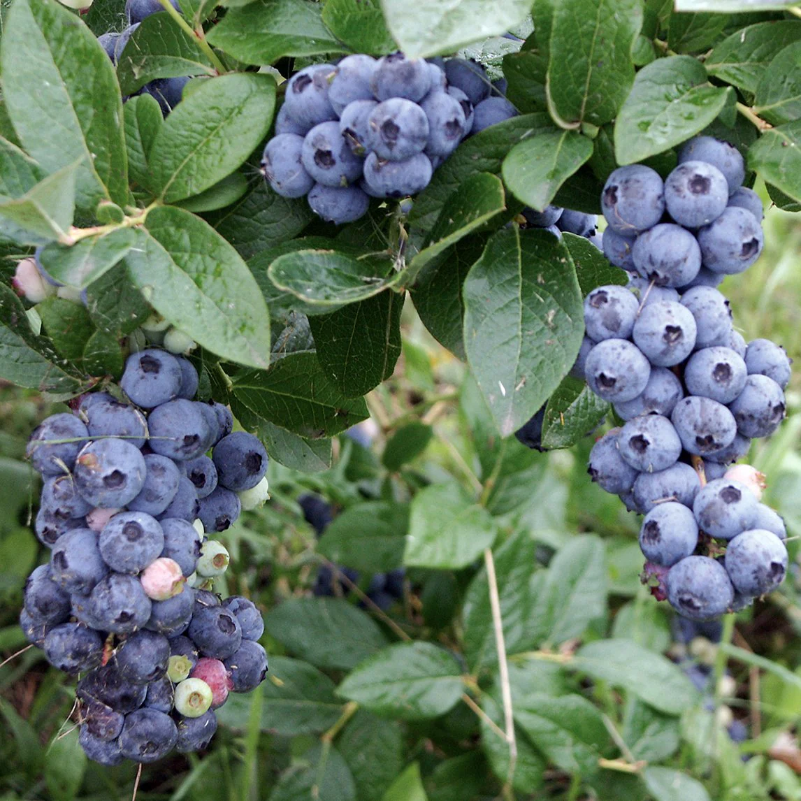 2 x Patio Blueberry "Sunshine Blue" plants -  Vaccinium Corymbosum in 9cm Pot