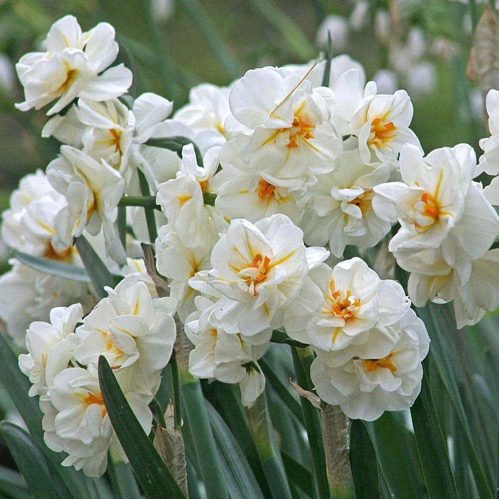 15x Daffodil Sir Winston Churchill Bulbs Double White Scented Narcissus