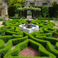 3 x Buxus Sempervirens Hedging Plants -  Evergreen Box Hedge in 9cm pots