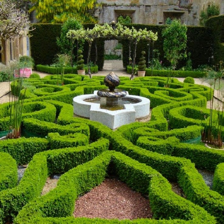 3 x Buxus Sempervirens Hedging Plants -  Evergreen Box Hedge in 9cm pots