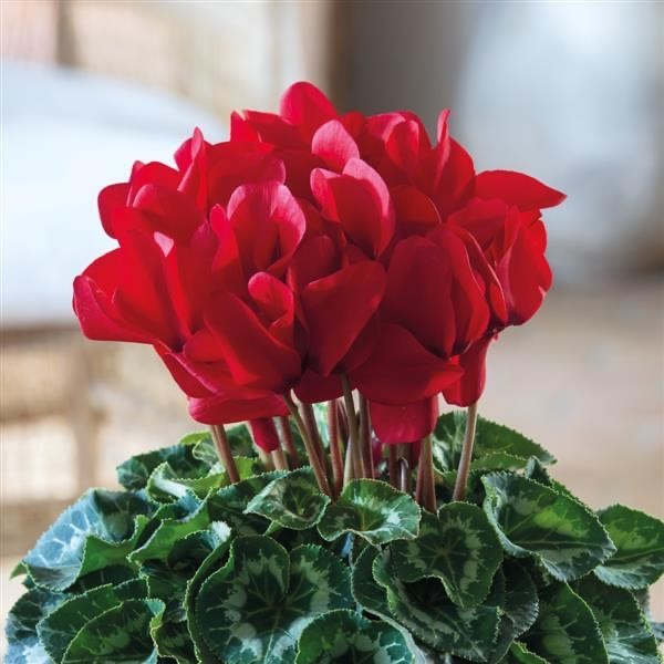 2x Cyclamen Festive Red Plants 10.5cm Pots Autumn Winter Flowering