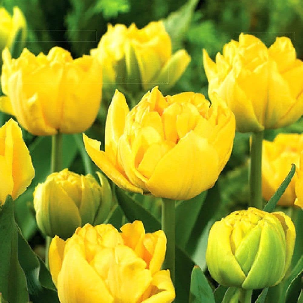 10x Double Early Tulip Yellow Baby 10/11cm Bulbs Pre-Order Autumn Planting