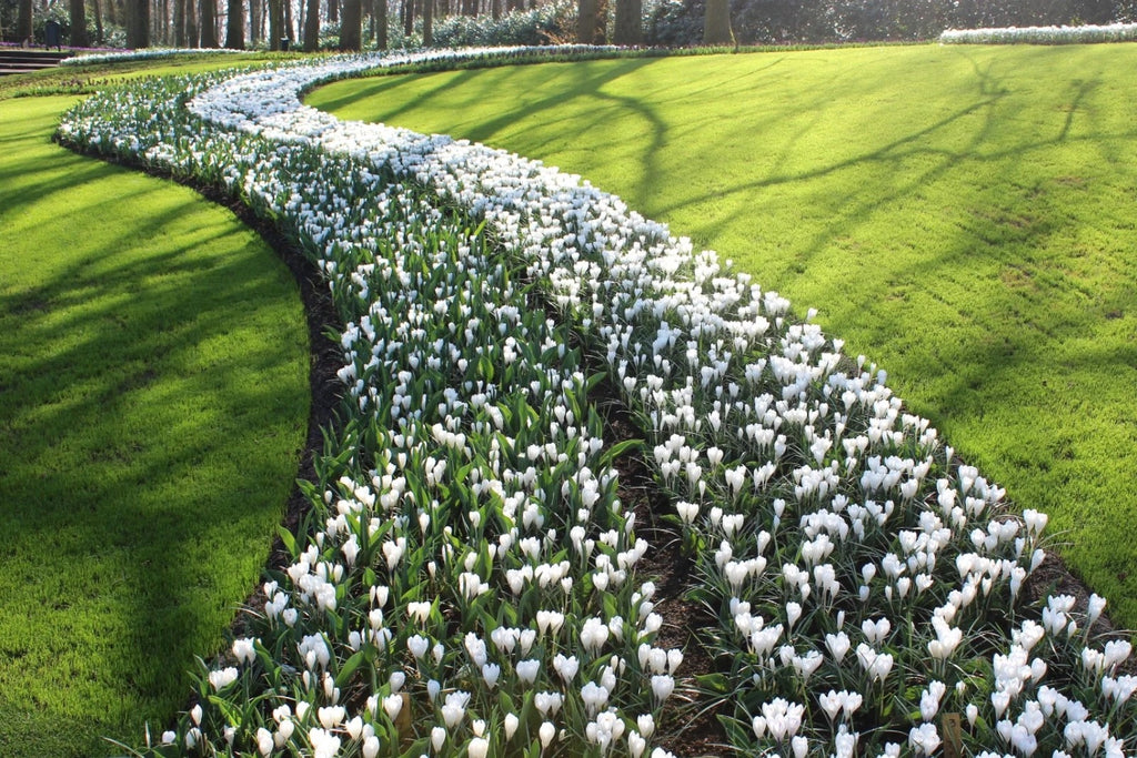 15x Crocus Jeanne D'Arc Bulbs 8/9cm White Spring Flowering Garden Bulbs