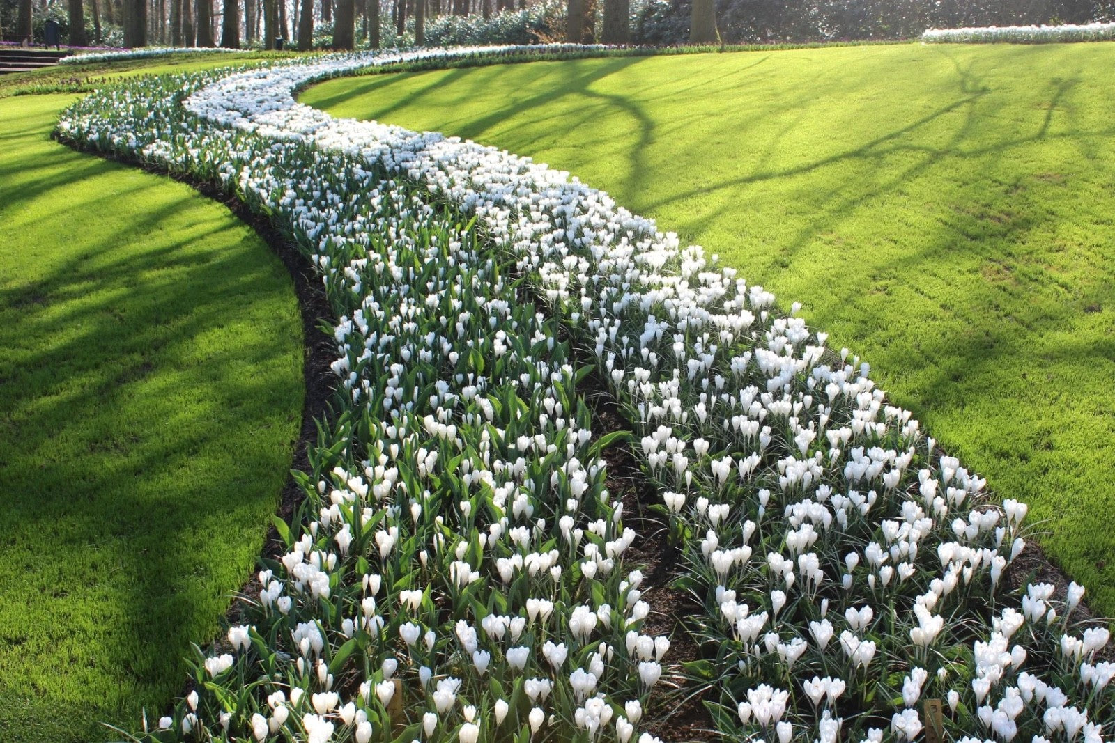 15x Crocus Jeanne D'Arc Bulbs 8/9cm White Spring Flowering Garden Bulbs