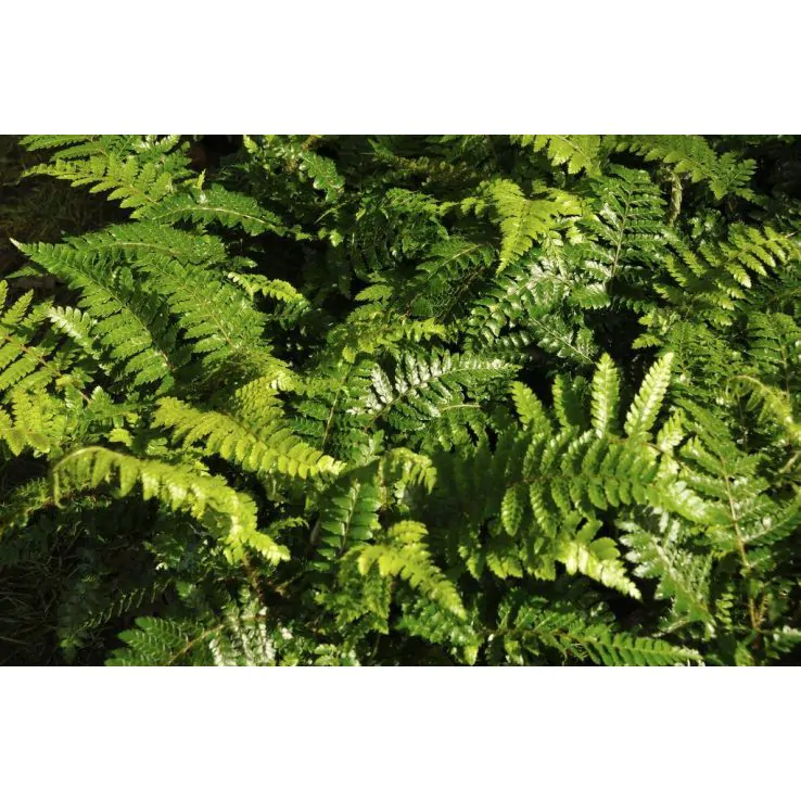 Polystichum Polybrepharum - Hardy Japanese Tassel Lace Fern in 2ltr pot