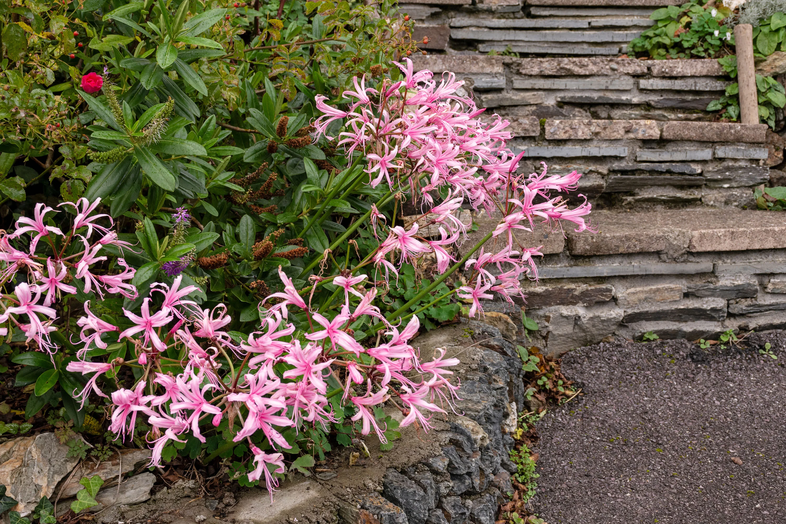4 x Nerine Bowdenii bulbs - Fragrant Pink Guernsey Lily Excellent Cut Flowers