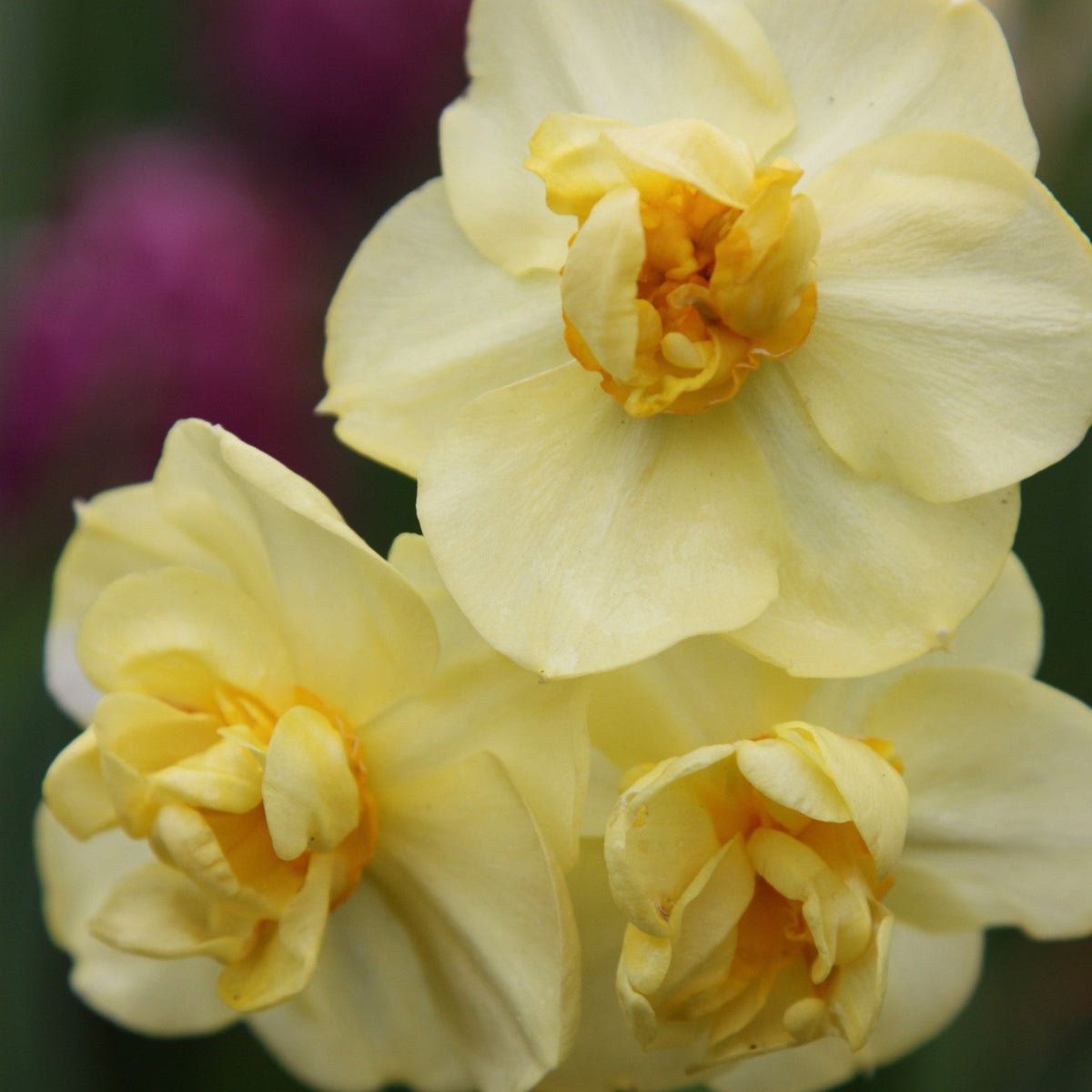 15x Daffodil Yellow Cheerfulness Bulbs Double Scented Spring Narcissus