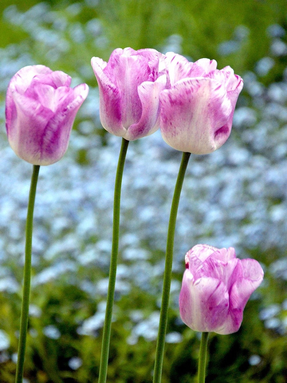 10x Tulip Shirley Bulbs 10/11cm White Purple Spring Flowering Garden Bulbs