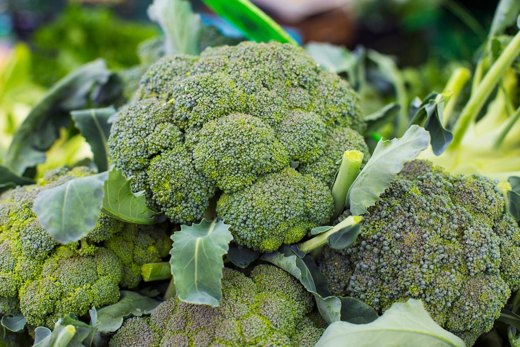 10 x Sprouting Broccoli plug plants 'Grow Your Own' - Healthy Vegetables