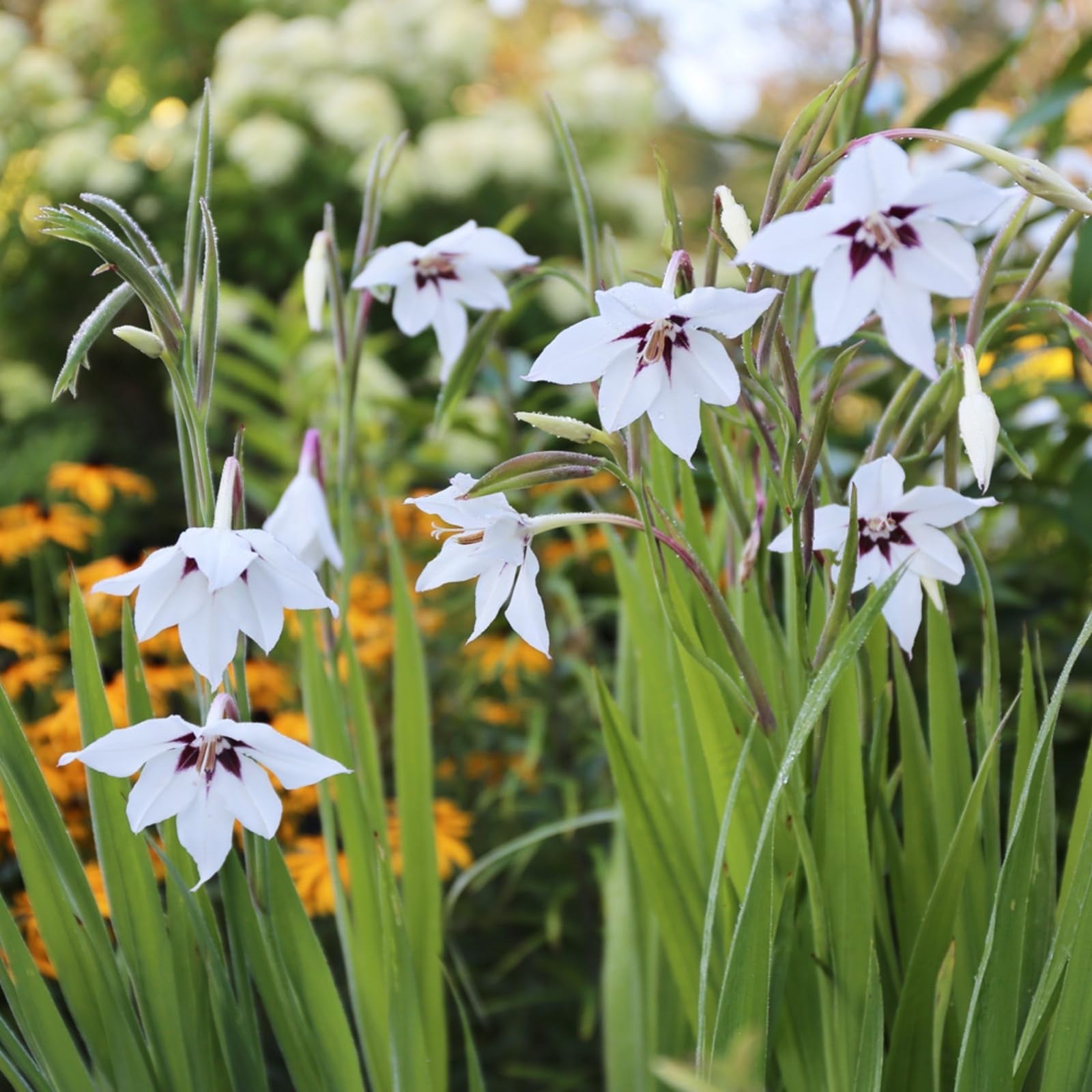 30 x Acidanthera Peacock Orchid Bulbs - Elegant, sweetly scented flowers