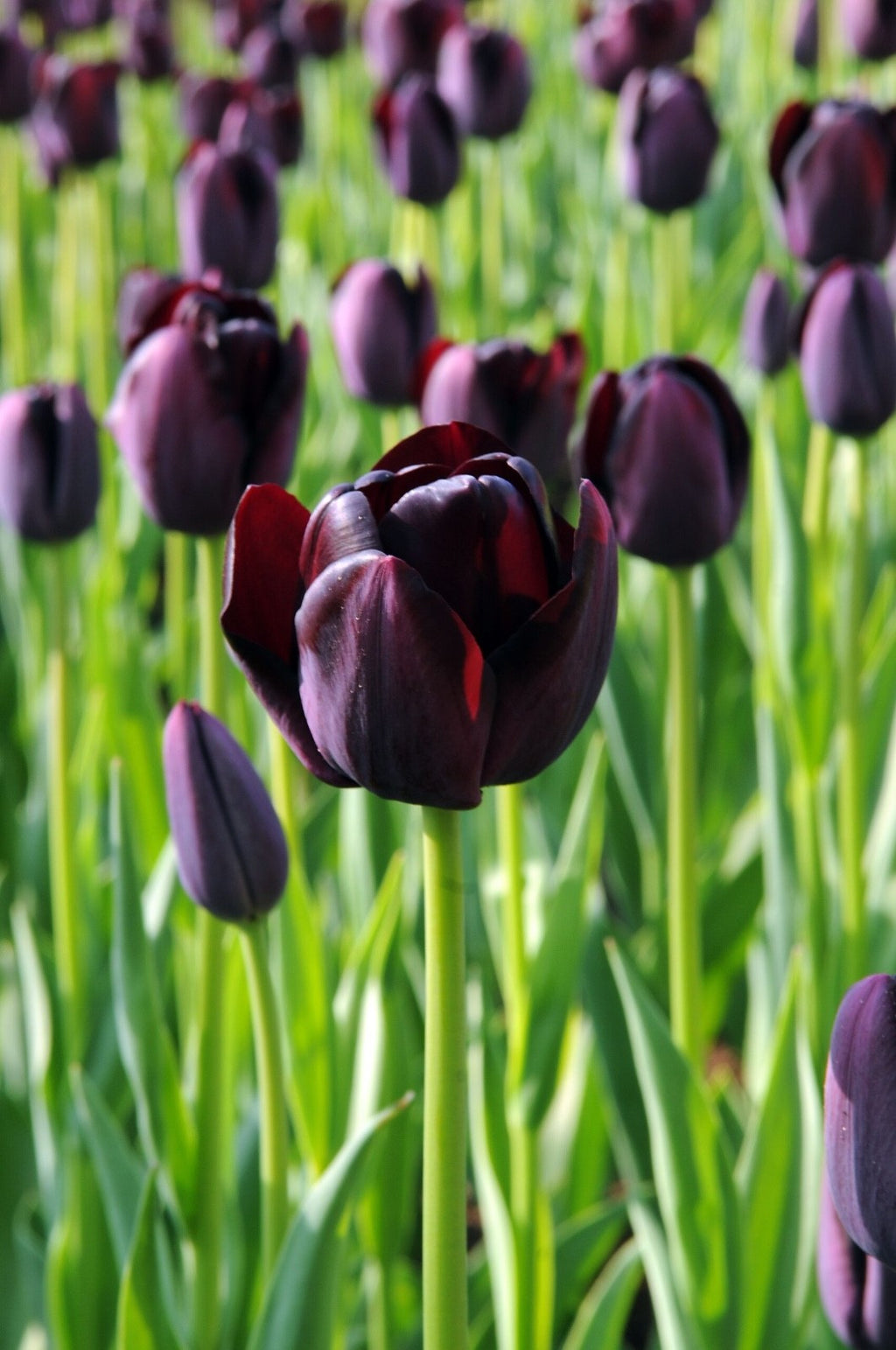 10x Tulip Queen of Night Bulbs 10/11cm Dark Purple Black Spring Flowers