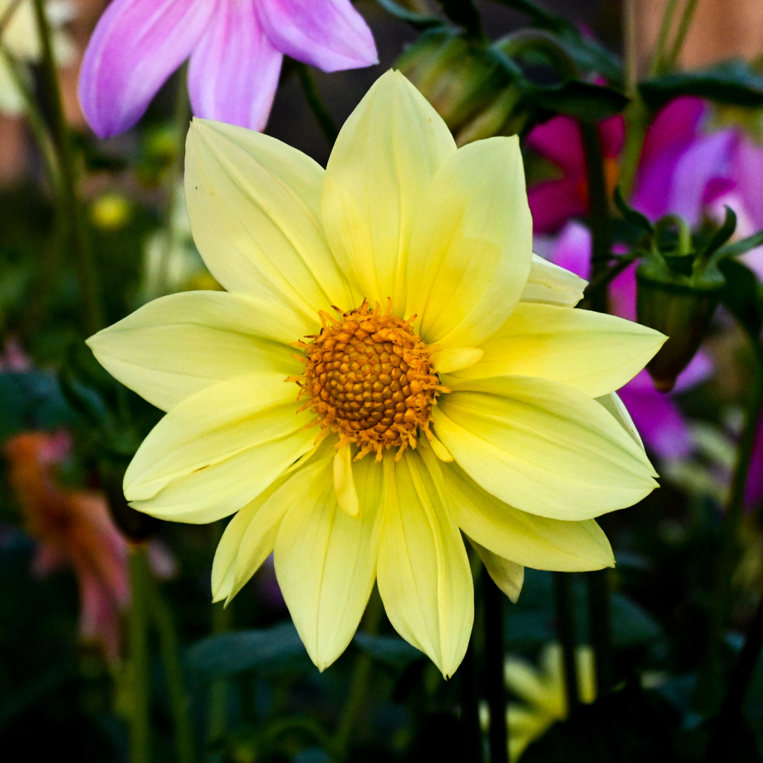 2x Dahlia Mignon Yellow 1.5L Pot Bee Friendly Garden Plant