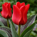 15x Dwarf Tulip Red Riding Hood 10/11cm Bulbs Autumn Planting Pre-Order
