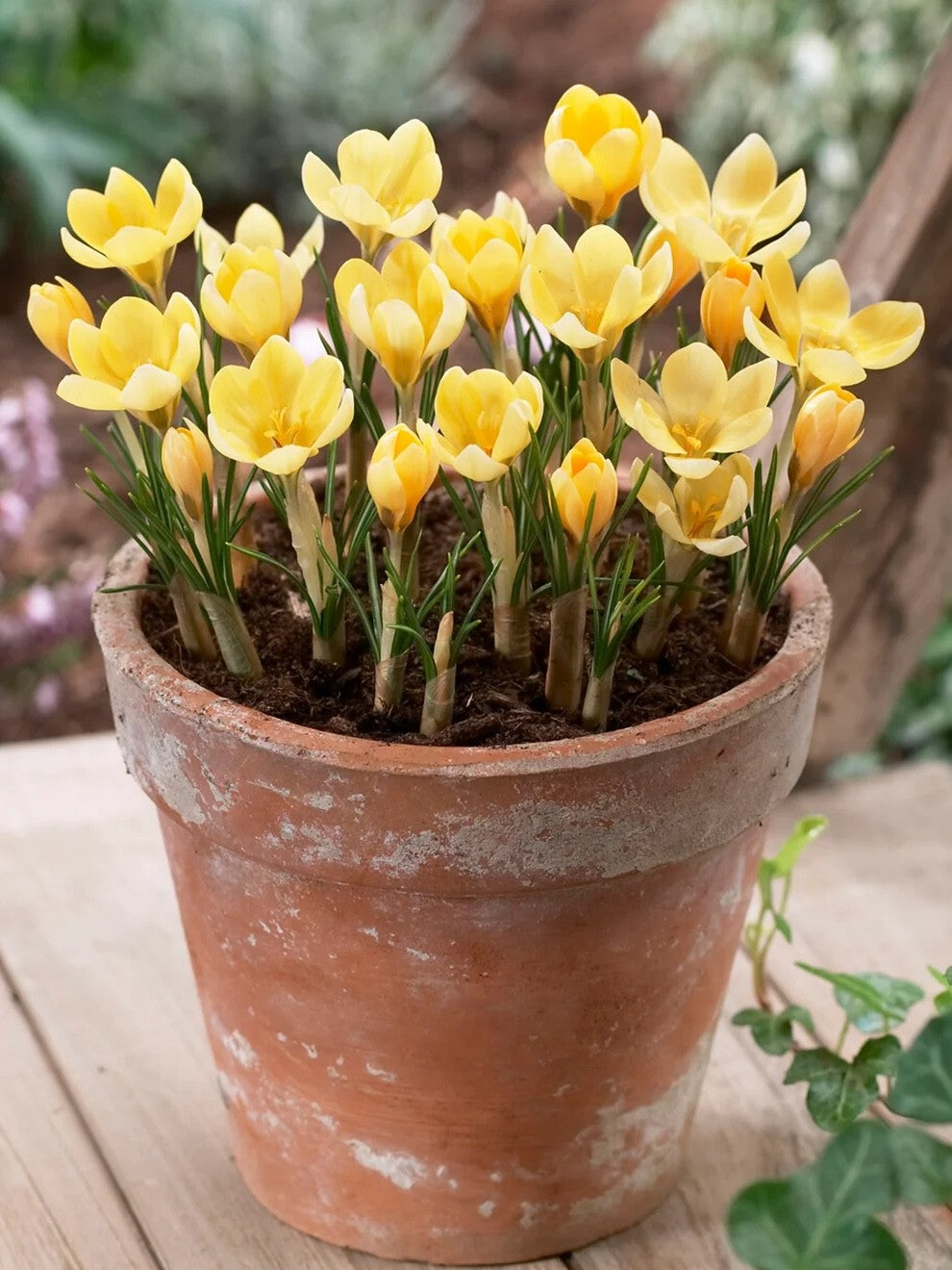 25x Crocus Romance Bulbs Spring Flowering Yellow Garden Bulbs Autumn Planting