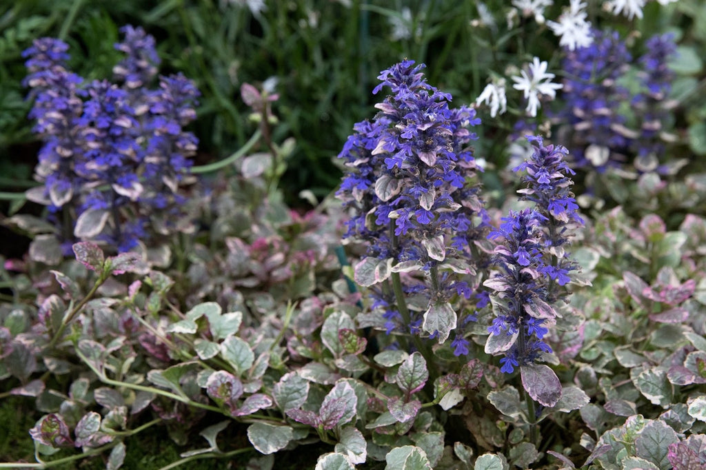 2x Ajuga Burgundy Glow Plants 9cm Pots Hardy Evergreen Ground Cover Perennial