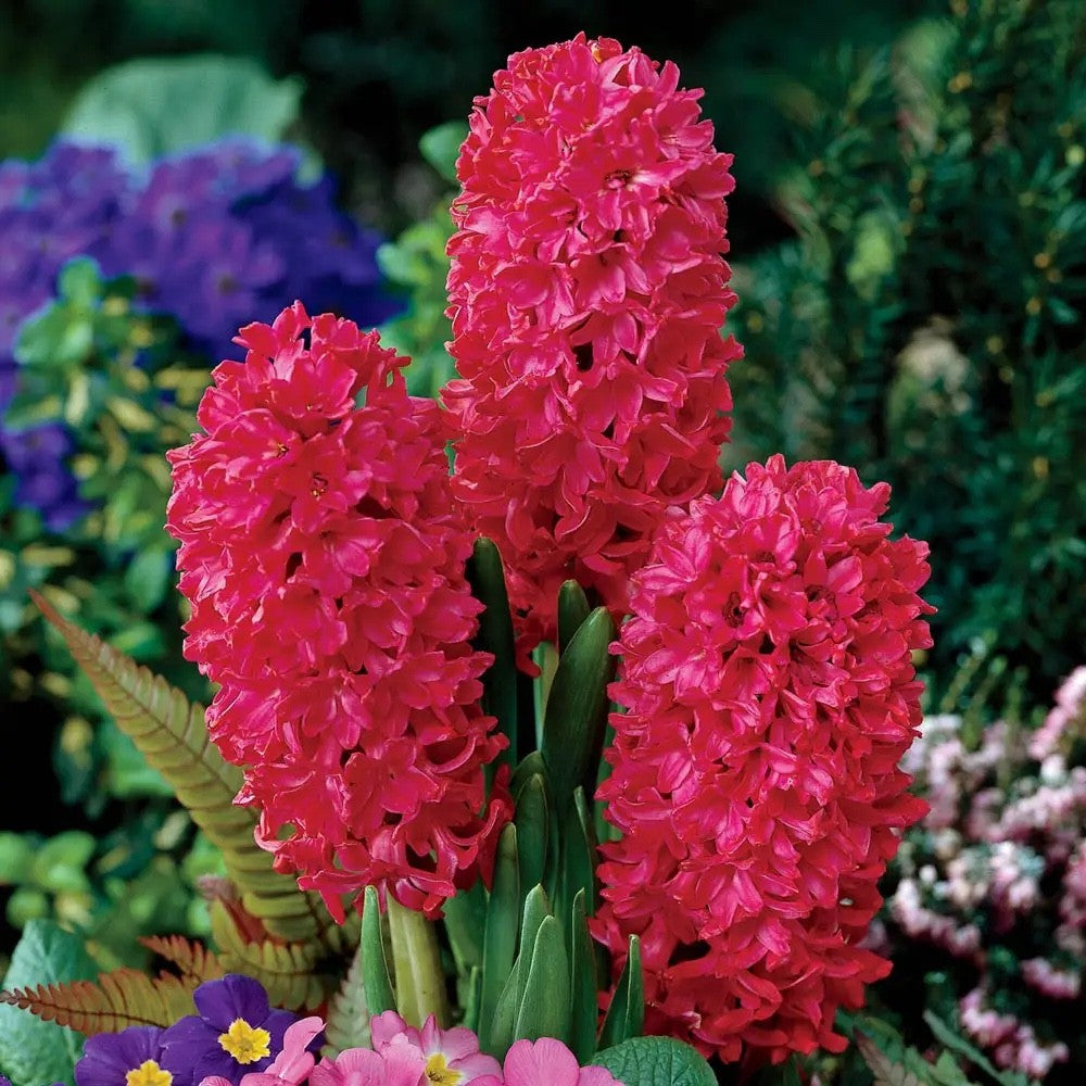 5x Prepared Hyacinth Jan Bos 16/17cm Indoor Christmas Bulbs Pre-Order