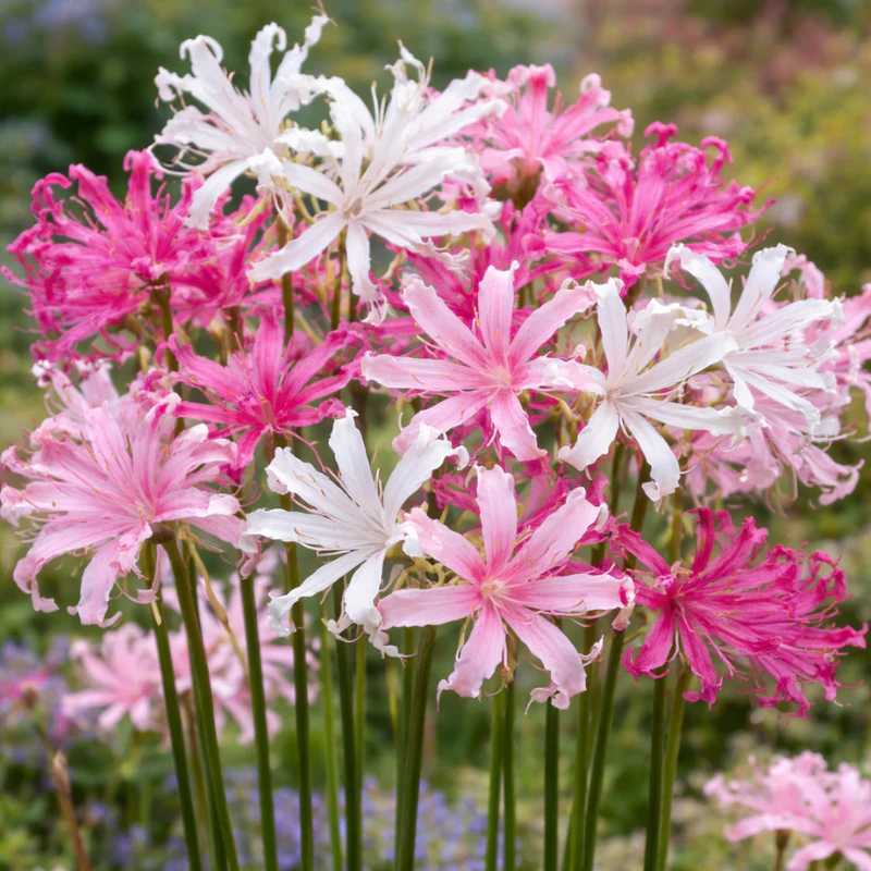 13 x Tropical Bulbs Mix – Canna, Agapanthus, Begonia, Nerine, Chasmanthe