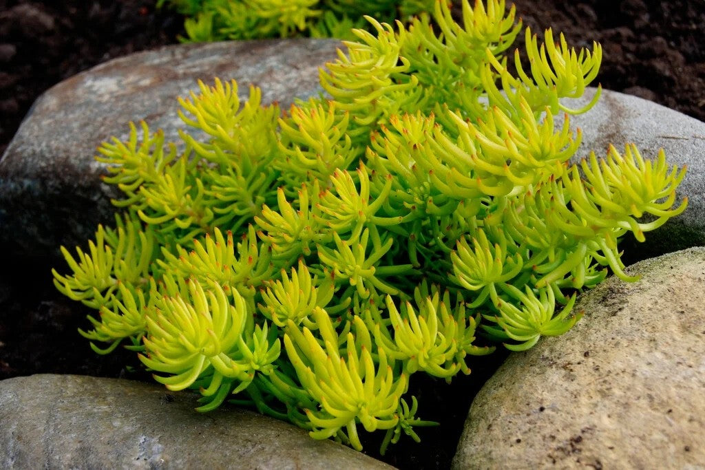 2x Sedum Angelina Plants 9cm Pots Hardy Evergreen Ground Cover Yellow Flowers