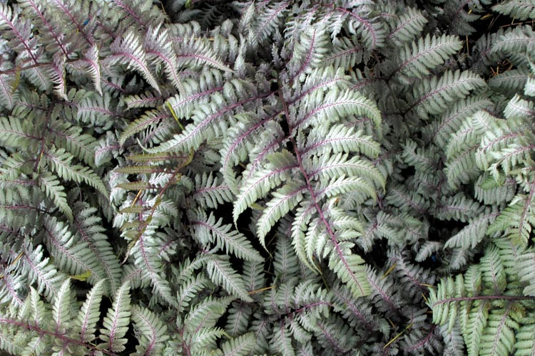 2 x Athyrium Niponicum Metallicum - Plant Fern Perennial 9cm potted