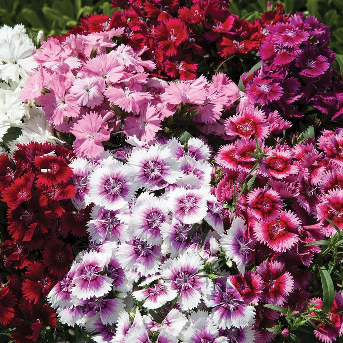 2x Dianthus Festival Mix Plants 9cm Pots Hardy Perennial Colourful Pink Flowers
