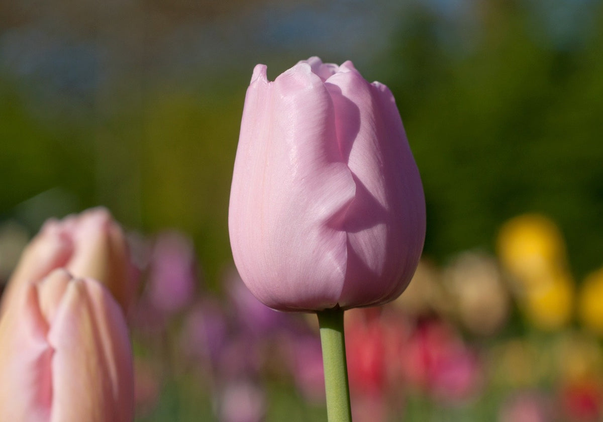 10x Tulip Pink Diamond Bulbs 10/11cm Pink Spring Flowering Garden Tulips