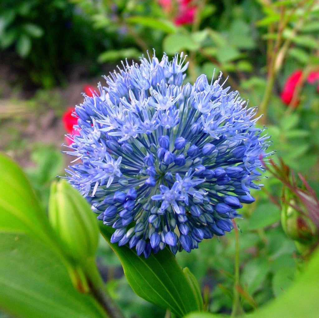 2 x Allium Azureum Caeruleum - Ornamental Onion Hardy Perennial in 9cm pots