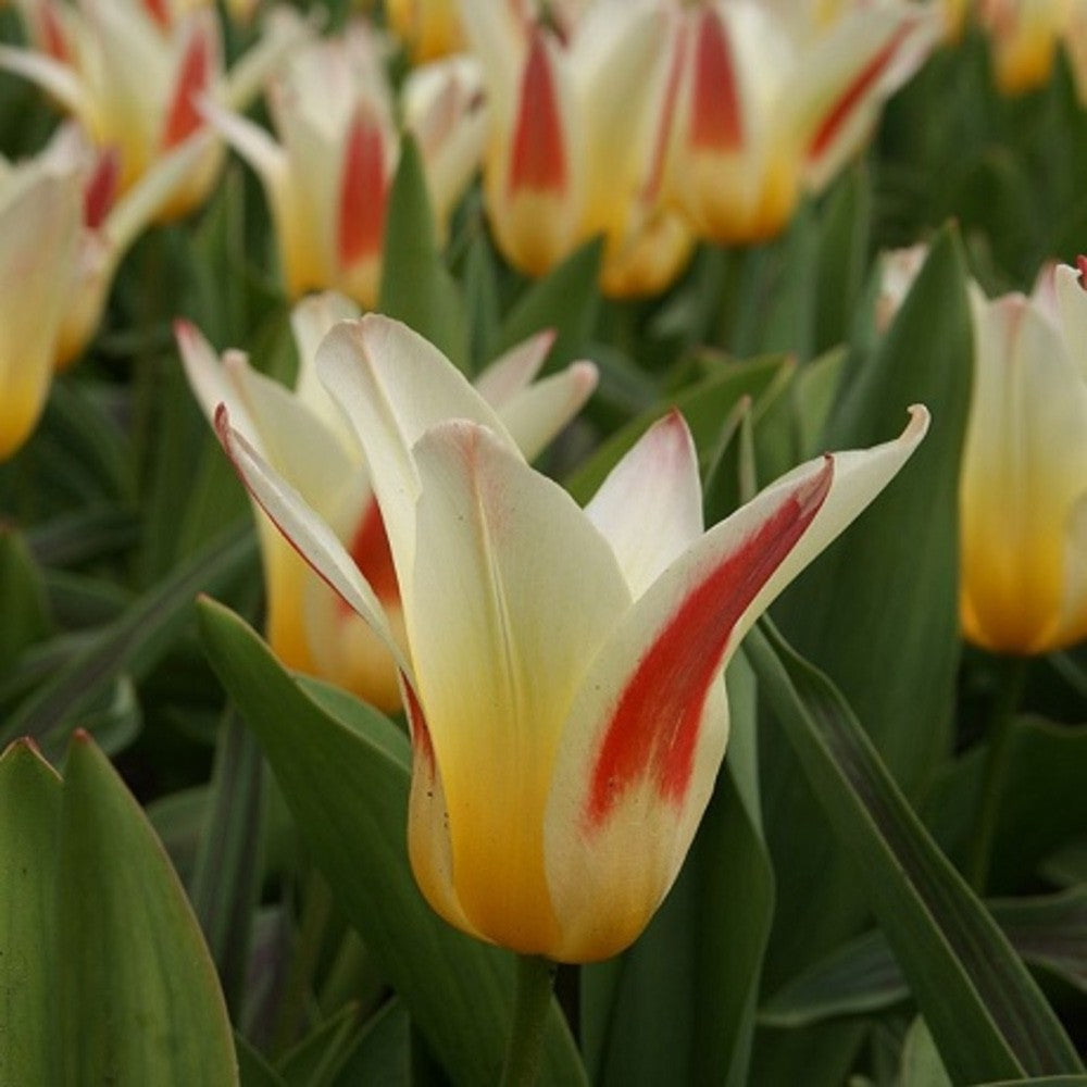 15x Dwarf Tulip Johann Strauss 10/11cm Bulbs Autumn Planting Pre-Order