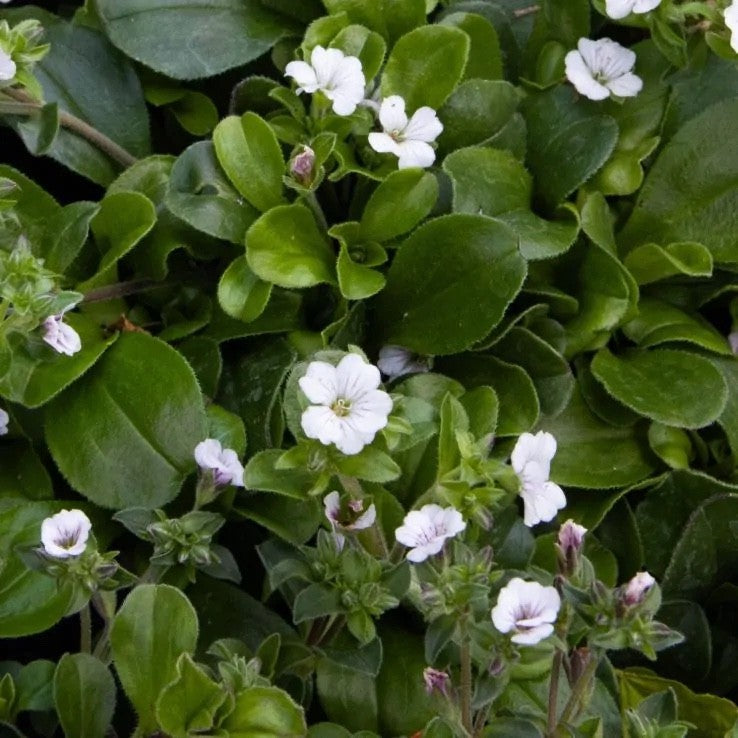3x Gypsophila cerastoides Plants Baby's Breath Perennial 10.5cm Pots