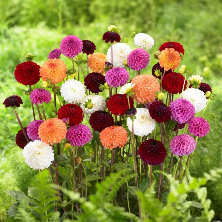 2x Dahlia Pom Pom Lucky Dip Plant 2L Pot Summer Flowering Garden