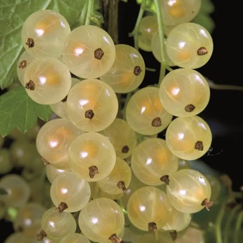 Whitecurrant 'Versailles' - Hardy Large Ribes ready to fruit in Summer 3ltr pot
