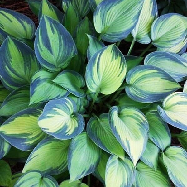 Hosta June - Plantain Lily garden perennial plant in 1.5 Litre pot