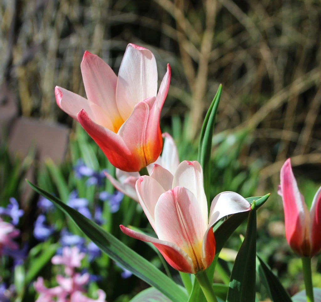 15x Dwarf Tulip Hearts Delight 10/11cm Bulbs Autumn Planting Pre-Order