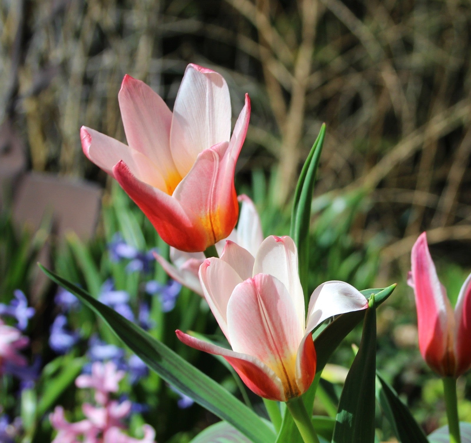 15x Dwarf Tulip Hearts Delight 10/11cm Bulbs Autumn Planting Pre-Order