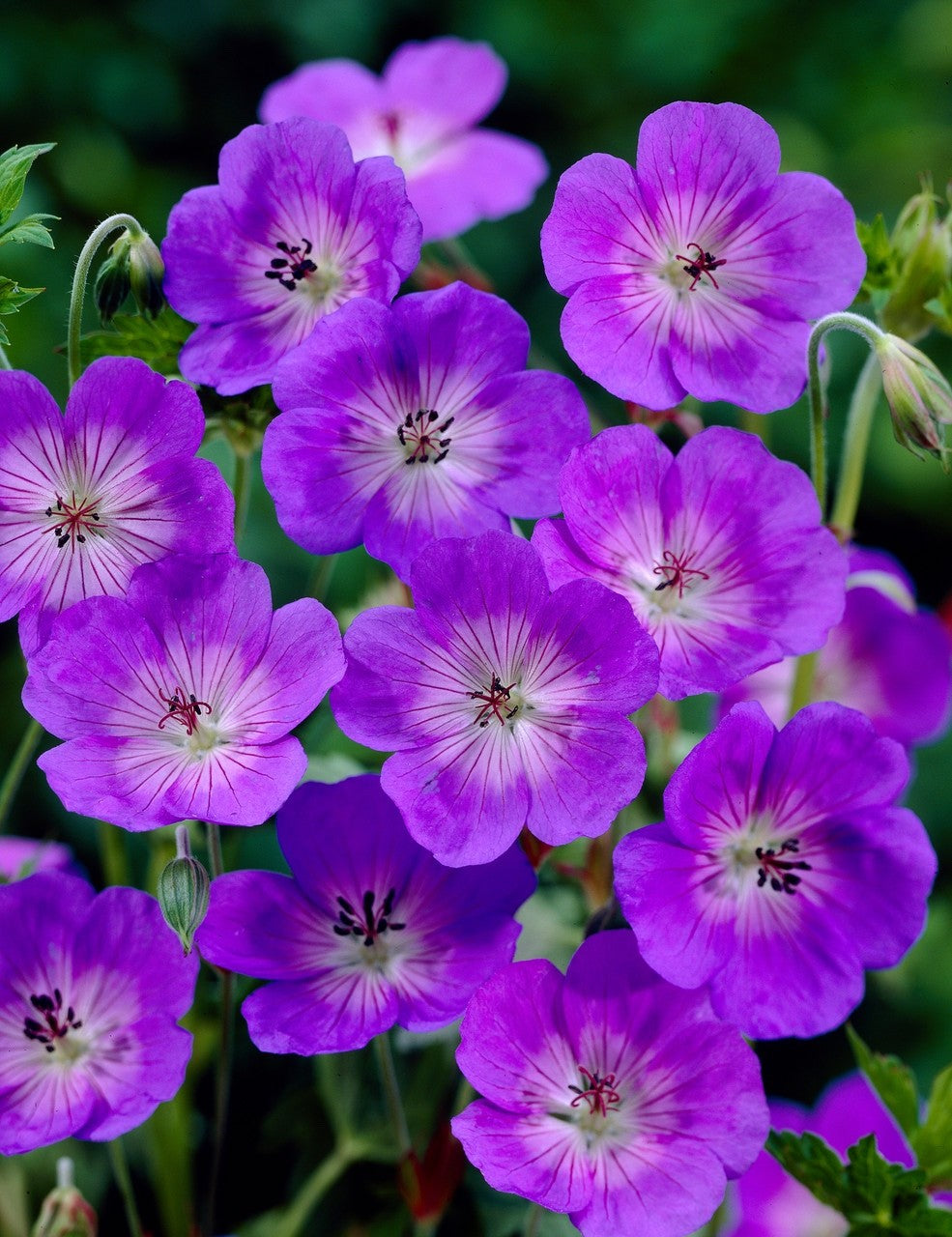 2x Geranium Rozanne 9cm Pots RHS AGM Plant of Centenary Hardy Perennial