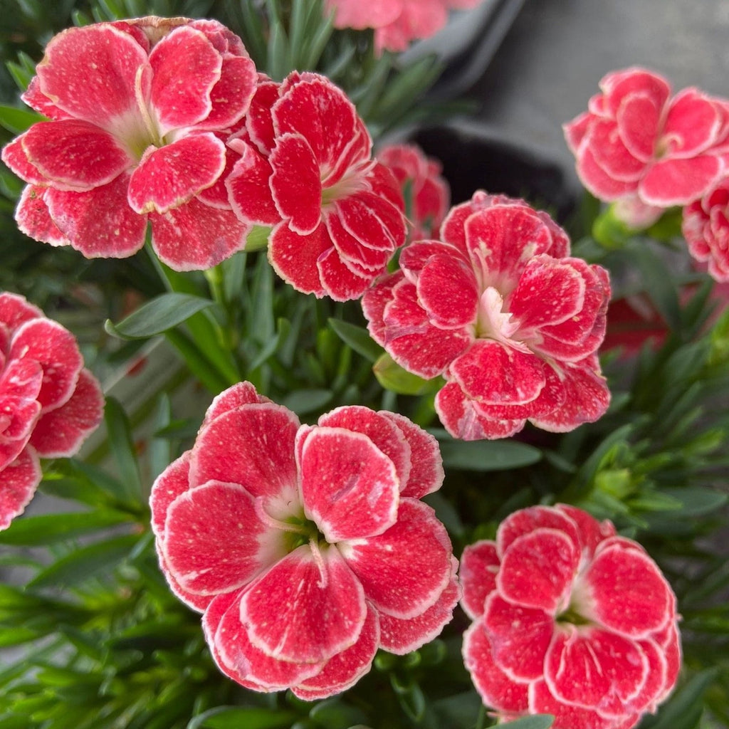 2 x Dianthus Oscar 'White and Red' -  Carnation Garden Plants in 10.5cm Pots
