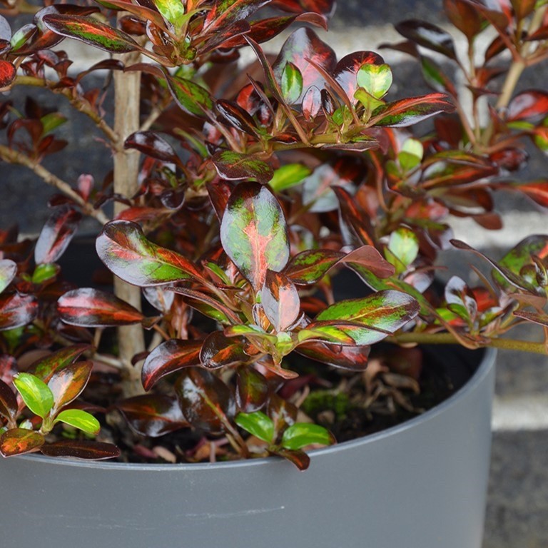 2 x Coprosma 'Glowing Embers' - Stunning Mirror Evergreen shrub in 9cm pots