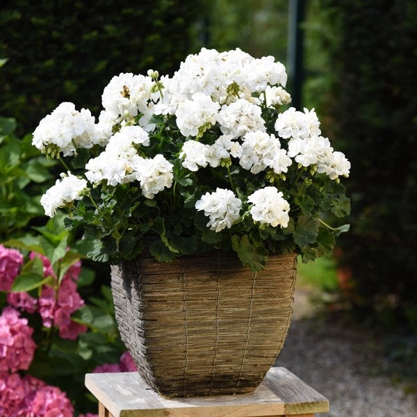 3x Geranium Isabella White Plants 10.5cm Pots Summer Bedding Flowers