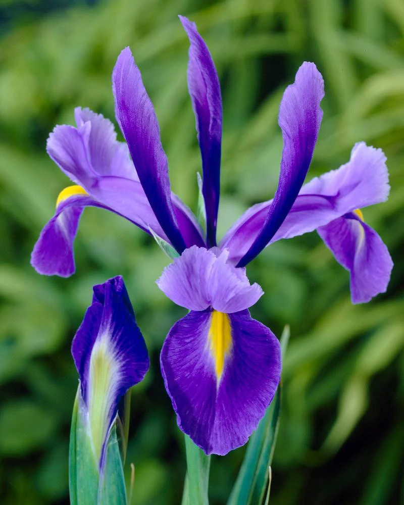 20 x Dutch Iris Blue Magic Bulbs - Striking Spring Summer Cut Flowers