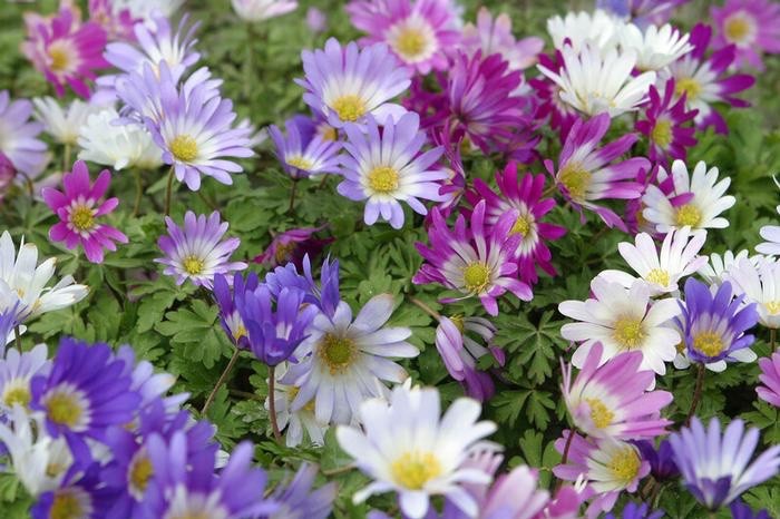 2 x Anemone Blanda Mix - Grecian Windflower Hardy Perennial in 9cm pots