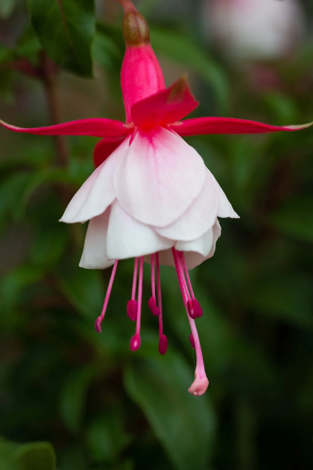 2 x Fuchsia 'Alice Hoffman' - Easy to Grow Hardy Perennial in 10.5cm pot