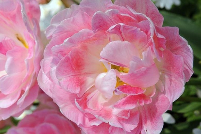 10x Double Early Tulip Peach Blossom 10/11cm Bulbs Pre-Order Autumn Planting